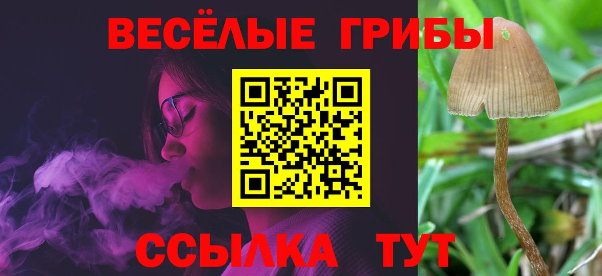 Псилоцибиновые грибы GOLDEN TEACHER  Вход с VPN  Мурино  Псилоцибиновые грибы Psilocybe 